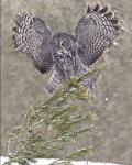 8 x 19 Great Gray owl landing