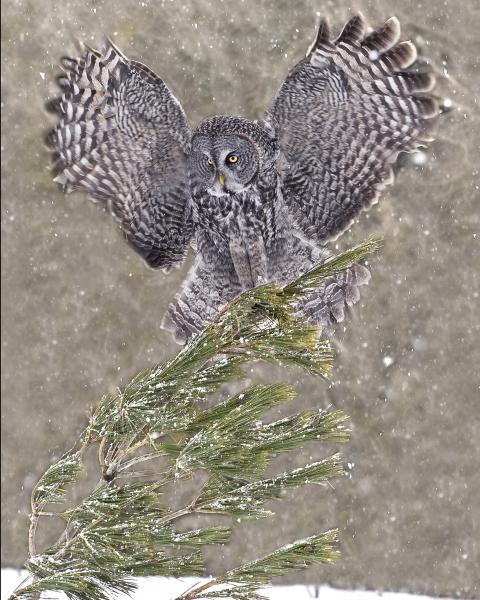 8 x 19 Great Gray owl landing picture