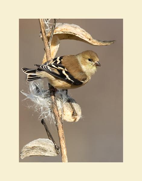 American goldfinch picture