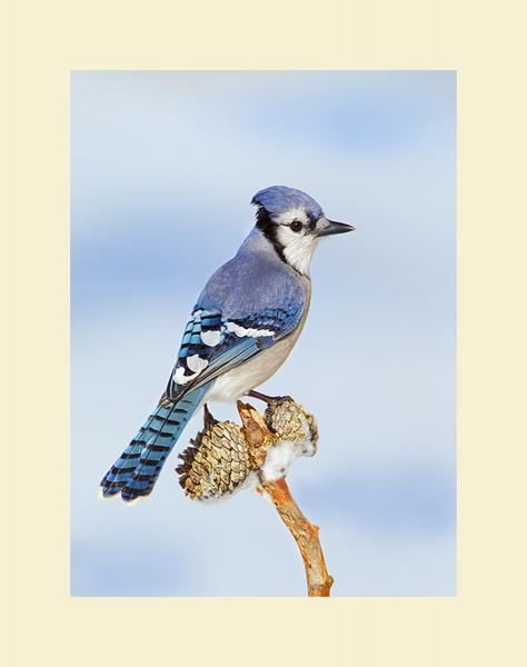 Blue Jay picture