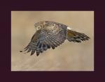 Northern harrier