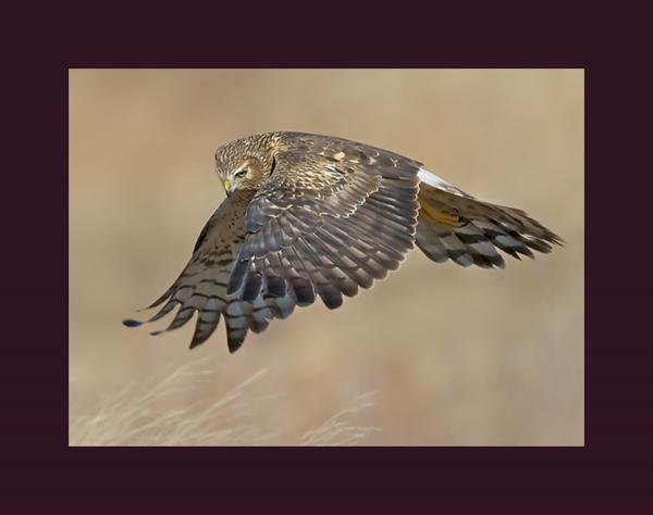 Northern harrier