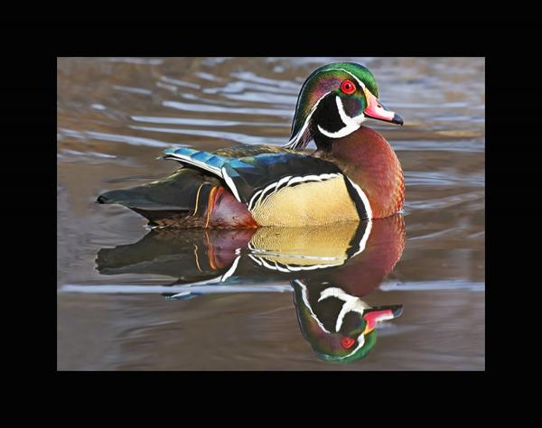 Wood duck picture