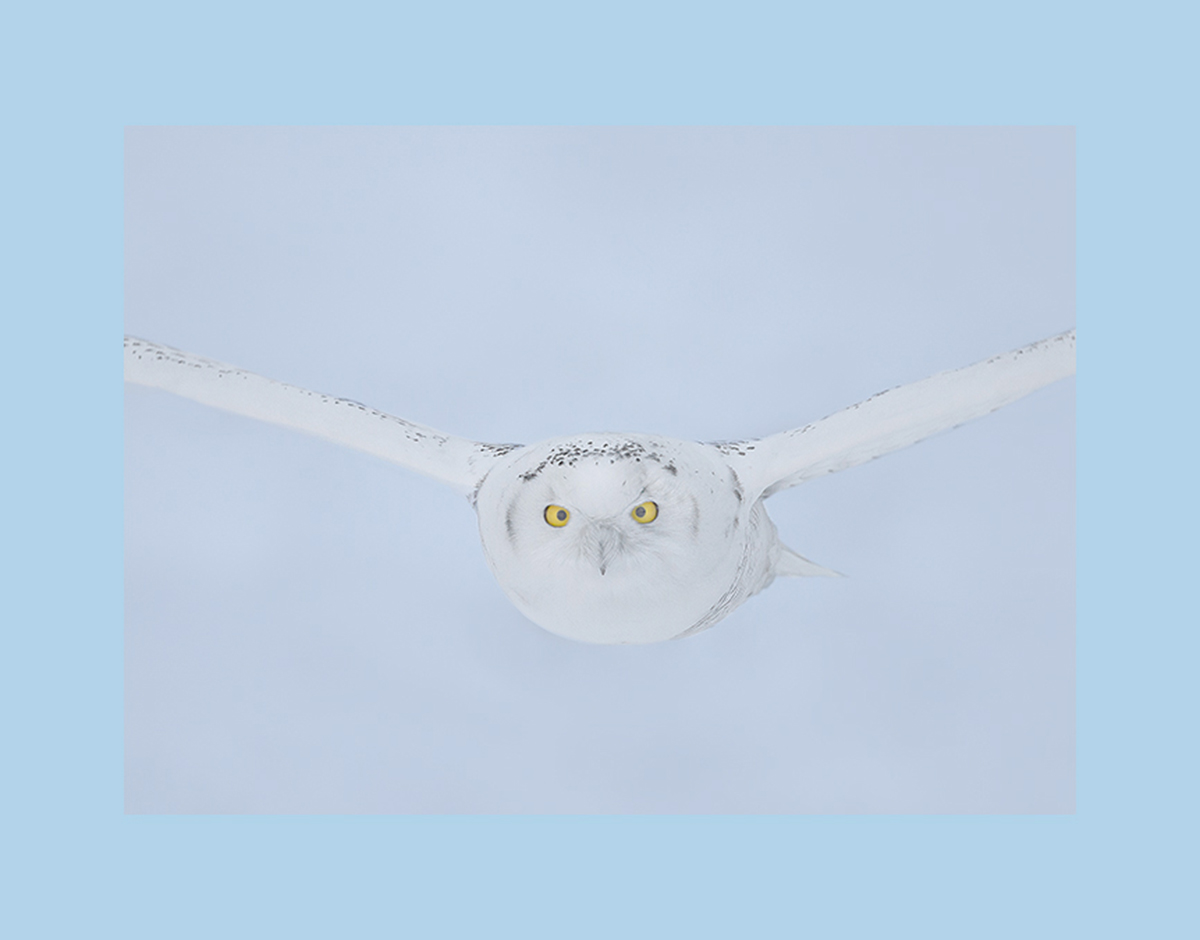 Snowy owl picture