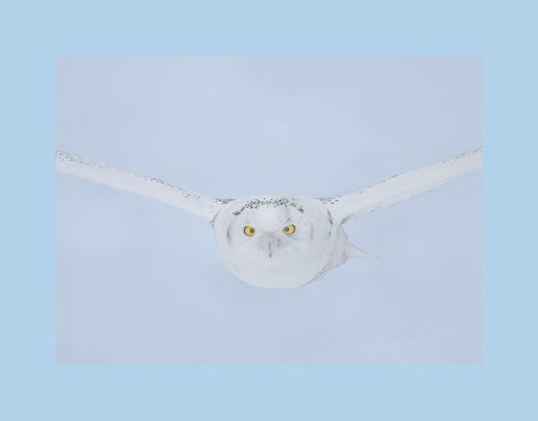 Snowy owl picture