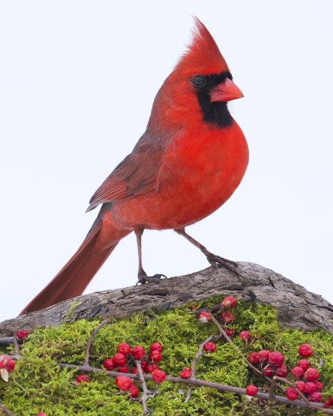 8 x 10 Northern cardinal on moss picture