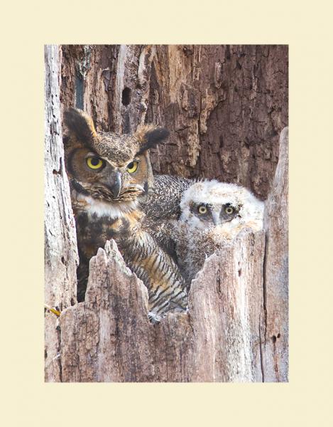 Great horned owl with chick picture