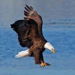 Bald eagle printed on a trivet