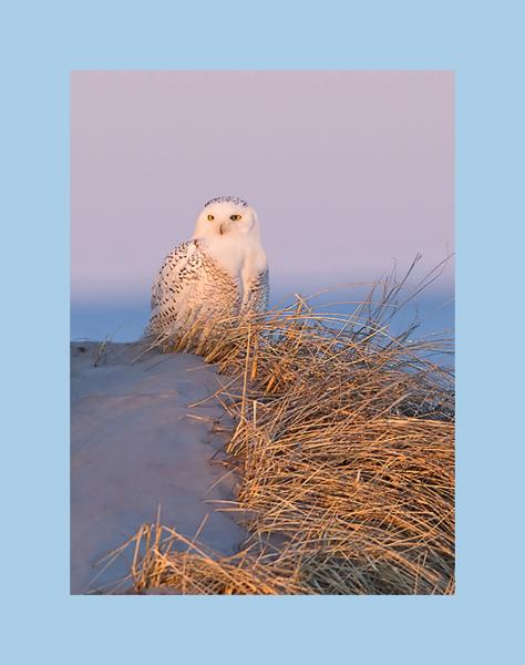 Snowy owl at sunset