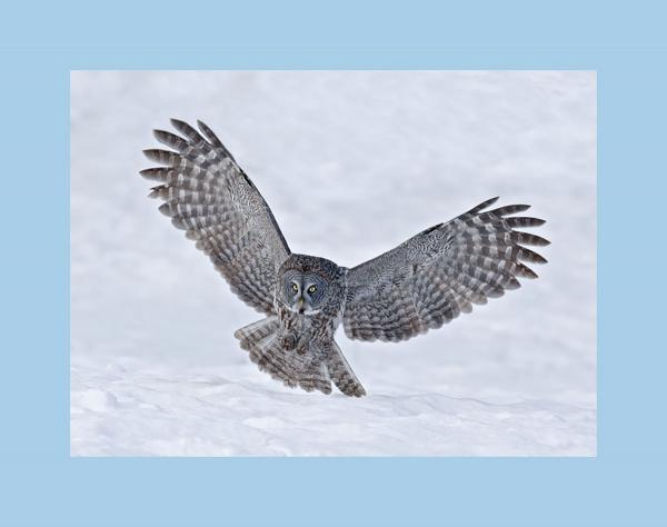 Great gray owl hunting picture