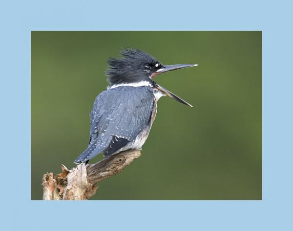 Belted kingfisher picture