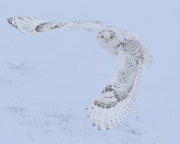 8 x 10 Snowy owl banking left picture