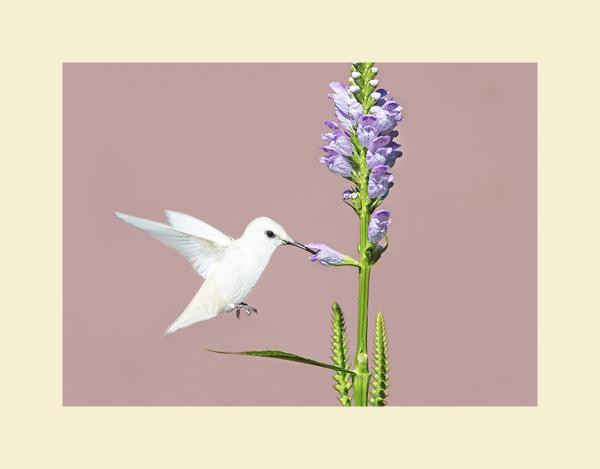 Ruby throated hummingbird Leucistic picture