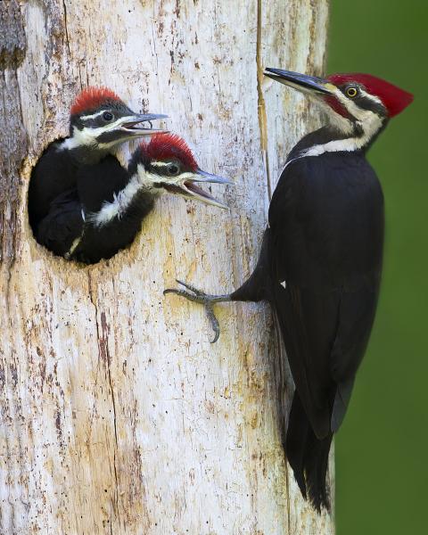 8 x 10 Pileated woodpecker with young