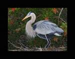 Great blue heron