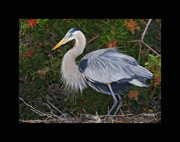 Great blue heron