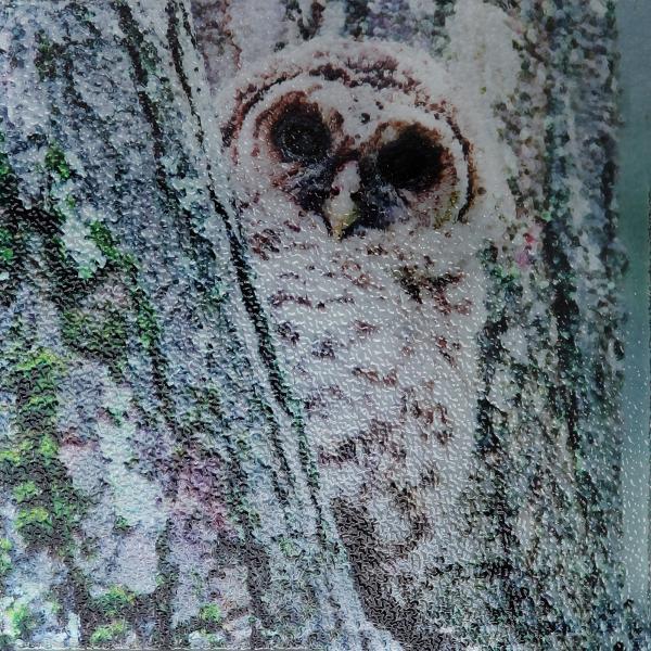 Barred owl young trivet picture