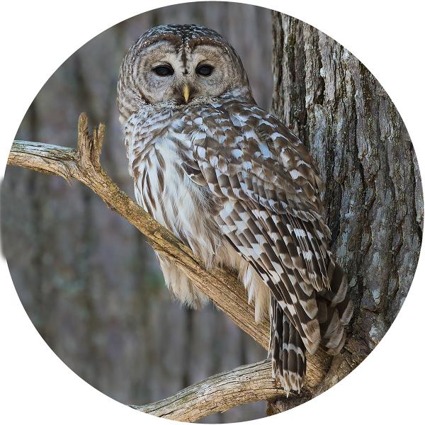 Barred owl male