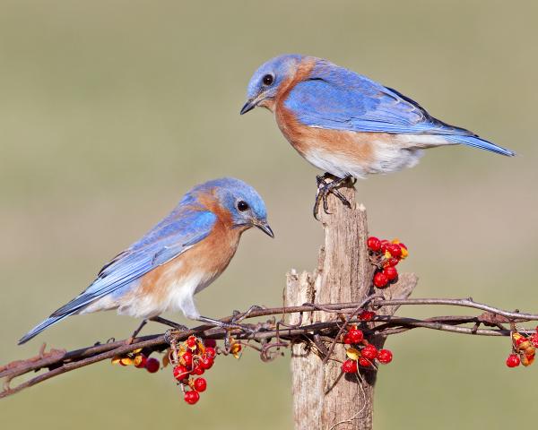 8 x 10 Eastern bluebirds