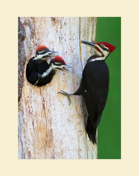 Pileated woodpecker picture