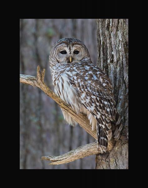 Barred owl male picture