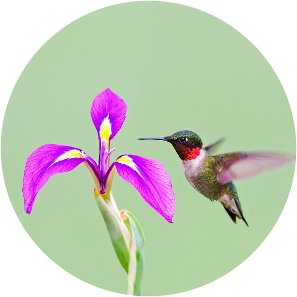 Ruby throated hummingbird picture