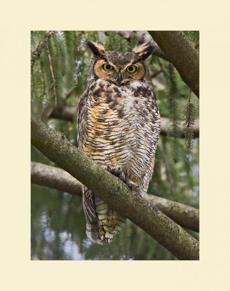 Great horned owl picture