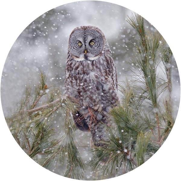 Great Gray owl in the snow