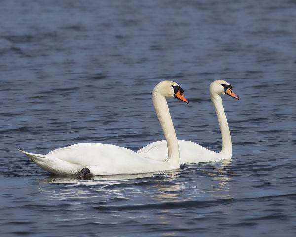 8 x 10 Mute swan pair picture