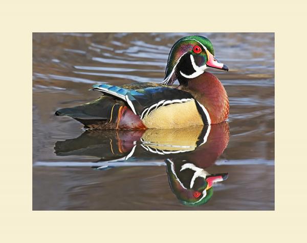 Wood duck picture