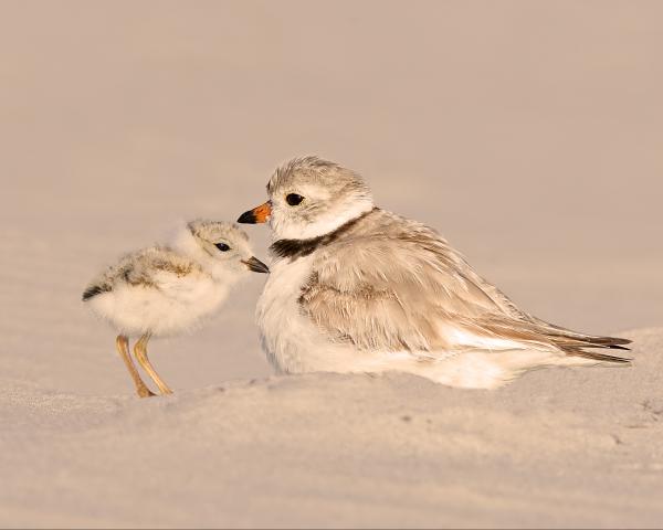 8 x 10 Piping plover with young