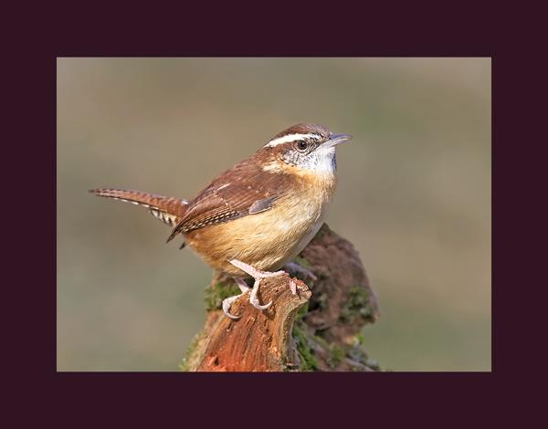 Carolina wren picture