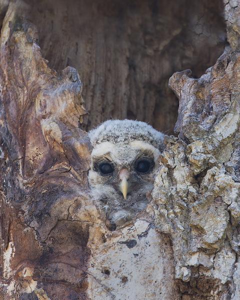 8 x 10 Barred owl young peeking