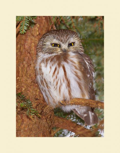 Sawhet owl picture