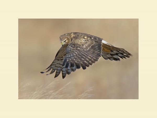 Northern harrier picture