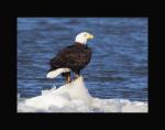 Bald eagle