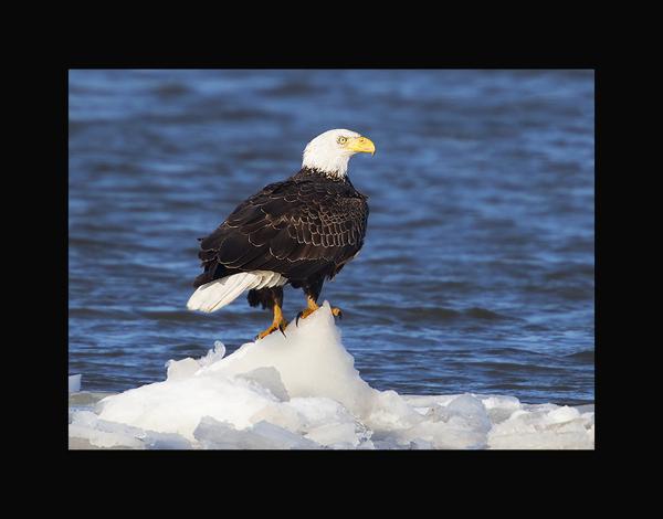 Bald eagle picture