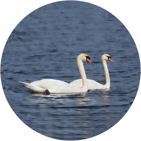 Mute swan pair