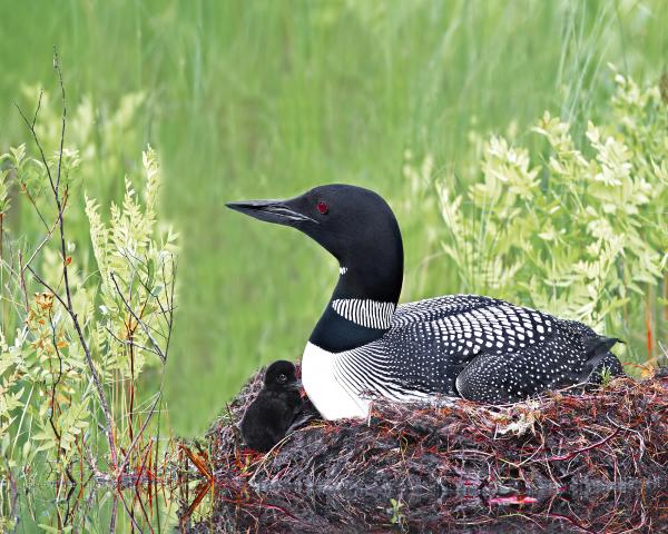 8 x 10 Common loon on nest with young picture