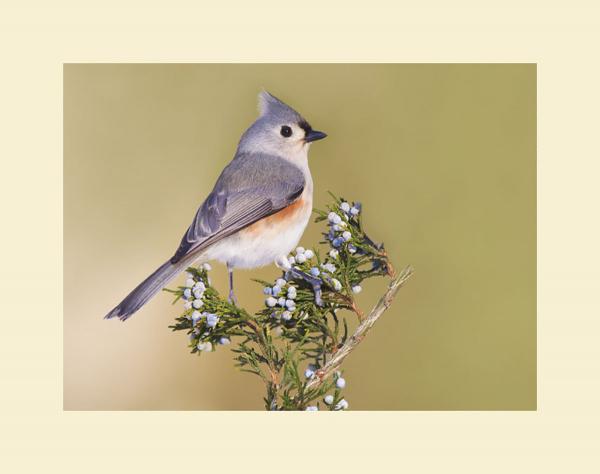 Tufted titmouse picture