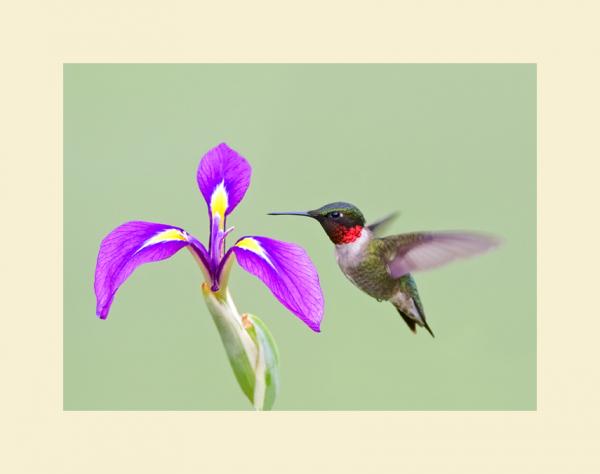 5 x 7 Hummingbird and iris matted print picture