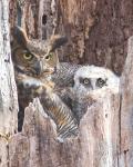 8 x 10 Great horned owl with young