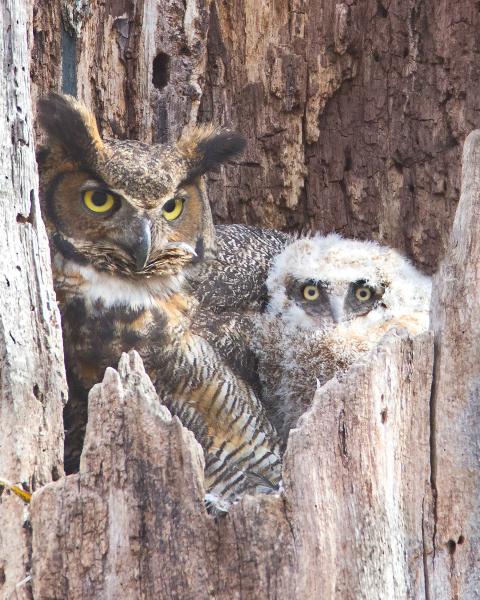 8 x 10 Great horned owl with young