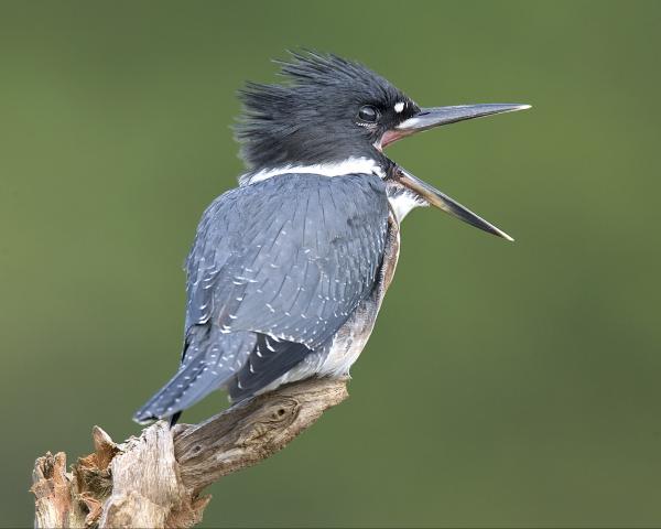 8 x 10 Belted kingfisher