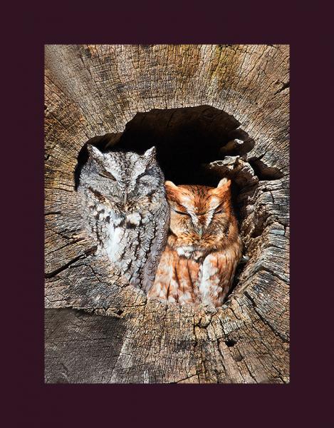 Eastern screech owl pair picture