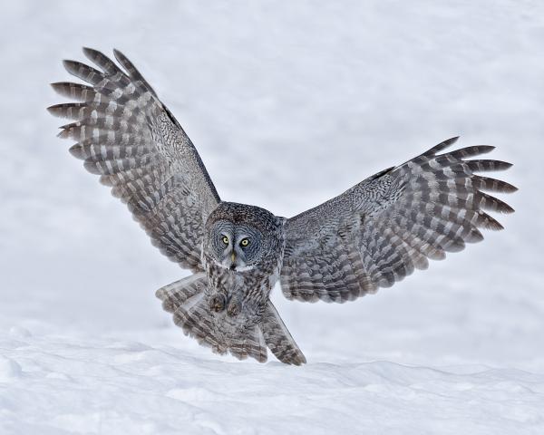 8 x 10 Great gray owl hunting