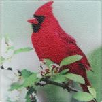 Northern cardinal trivet