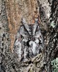 8 x10 Eastern screech owl