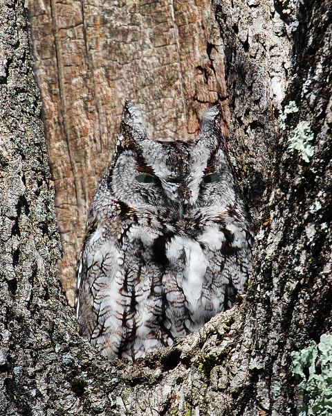 8 x10 Eastern screech owl