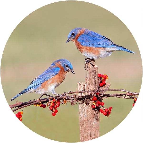 Eastern bluebird pair on fence